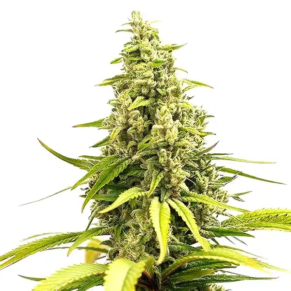 Critical Caramel