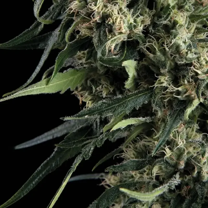 Northern Lights