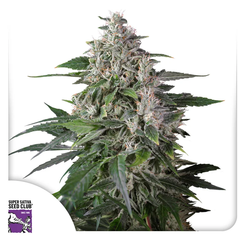 Karel S Haze 5
