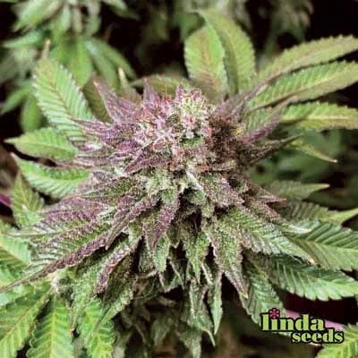 Autoflower Cbd