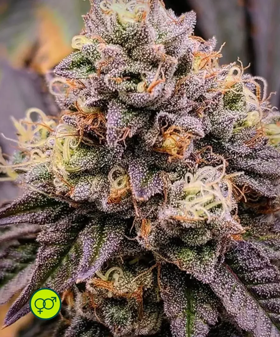 Glazed Lemon Thai