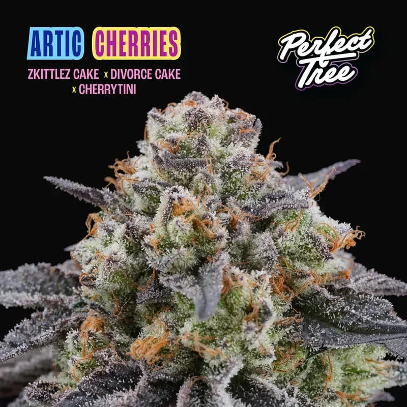Arctic Cherries