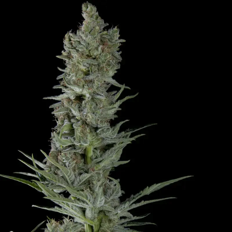 Critical Plus