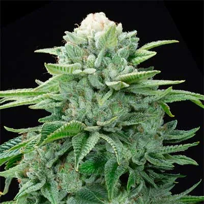 Gorilla Glue 4 S1