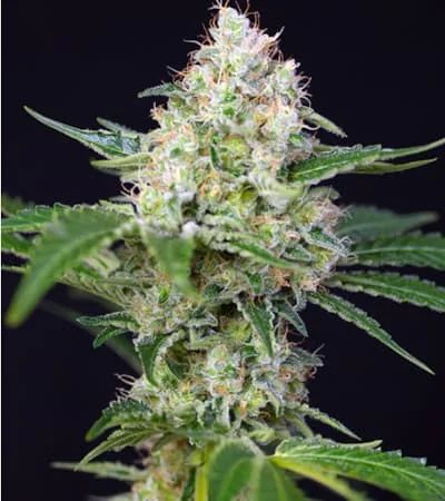 Crystal Candy 5