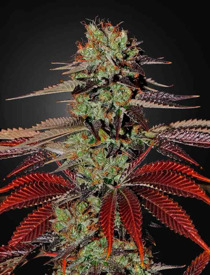 King S Kush 2