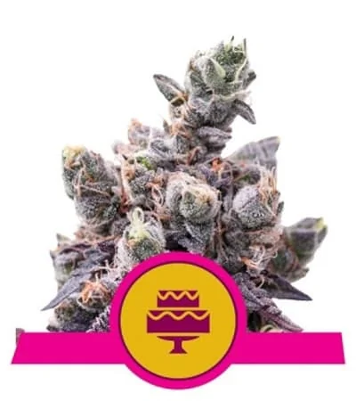 Wedding Gelato 4