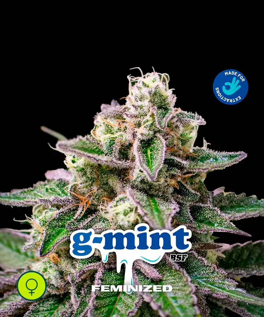 G Mint