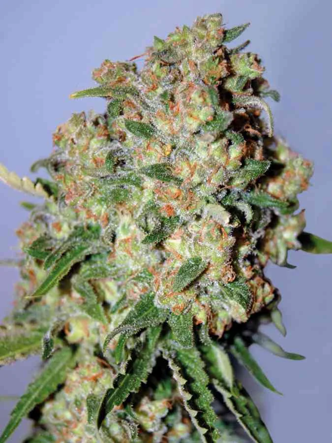 Critical 2