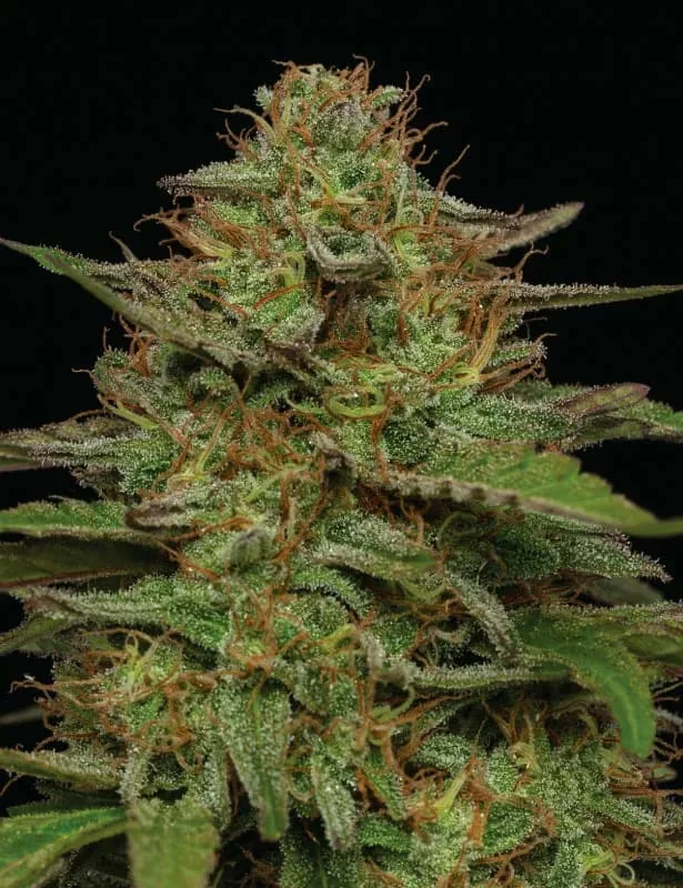 Strawberry Cheesecake 3