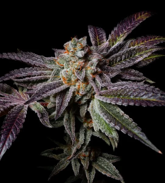 Insanity Og
