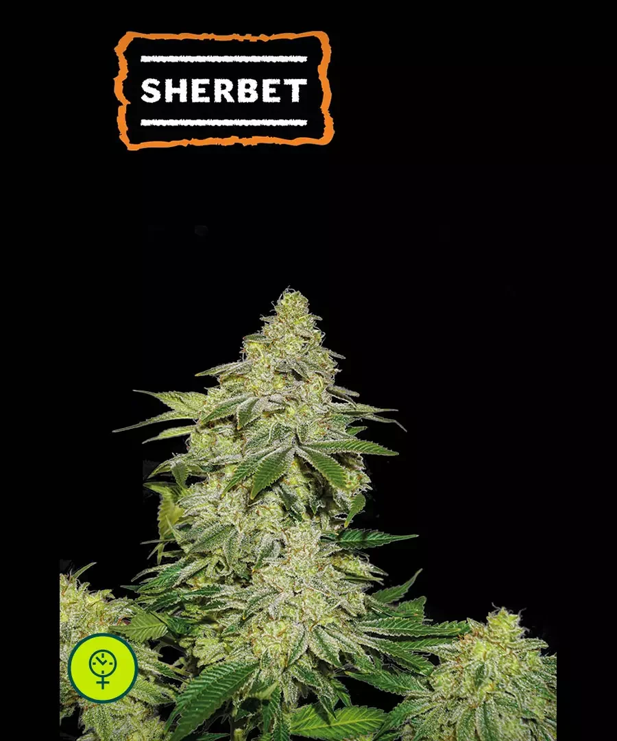 Sherbet