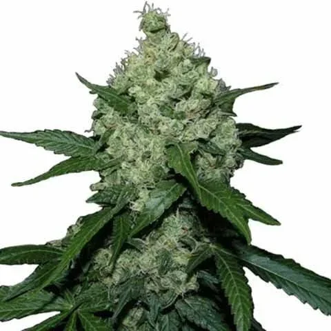 Super Skunk