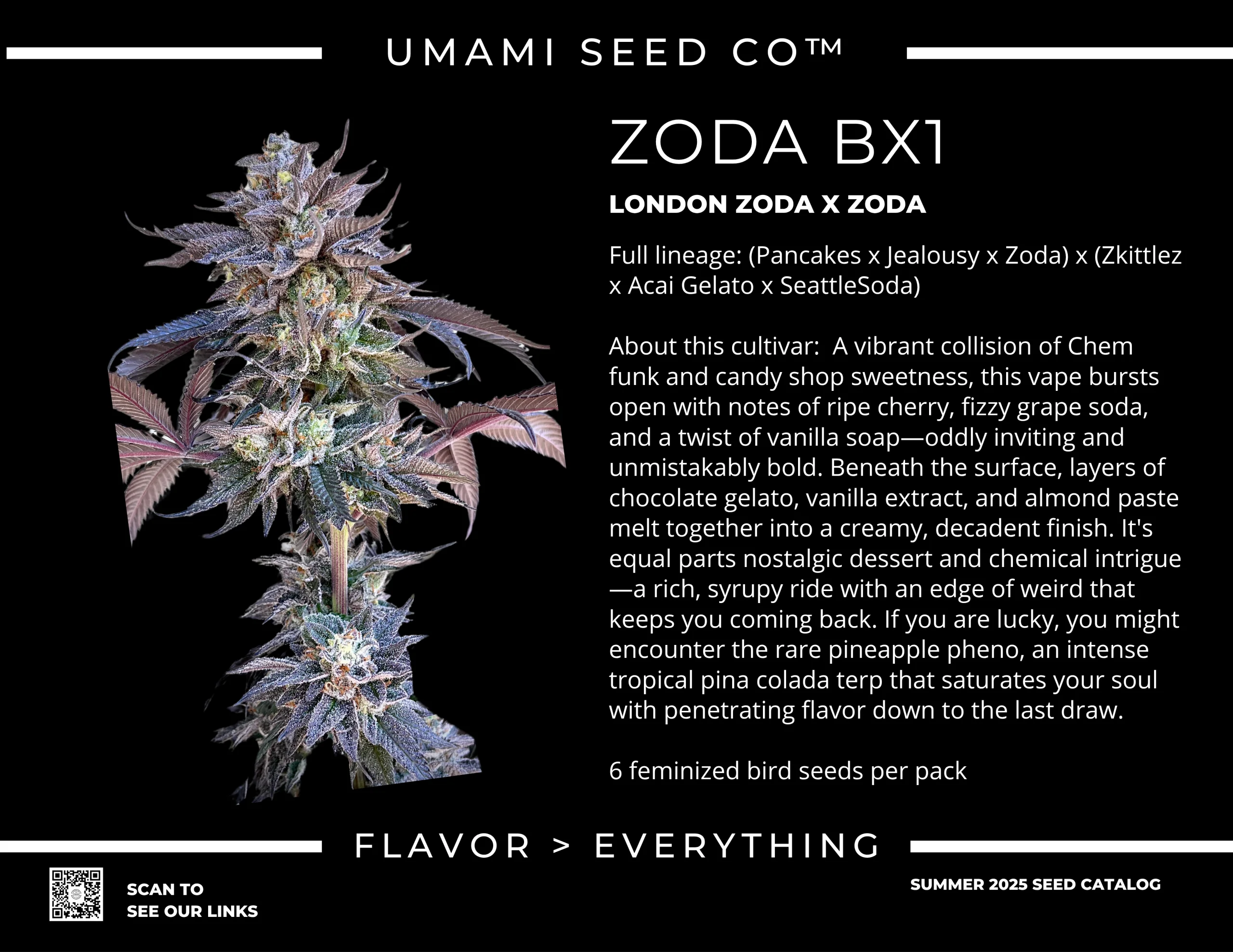 Zoda Bx1 3