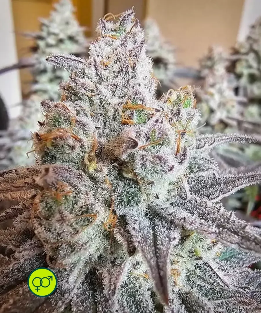 Miracle Grapefruit