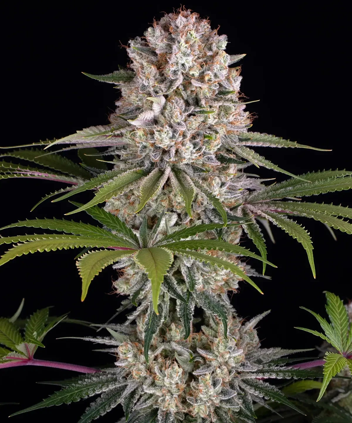Amnesia