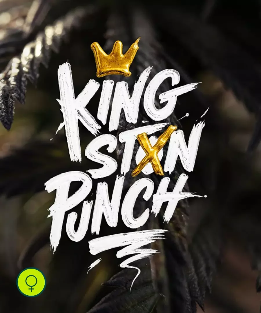 Kingston Punch