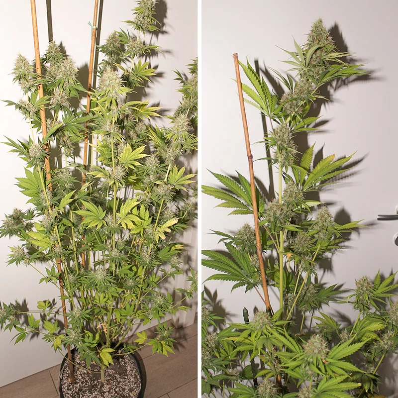 Pineapple Poison 4