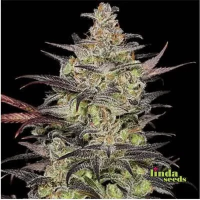 Alien Og