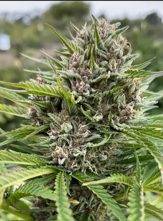 Sour Lime Trop 4