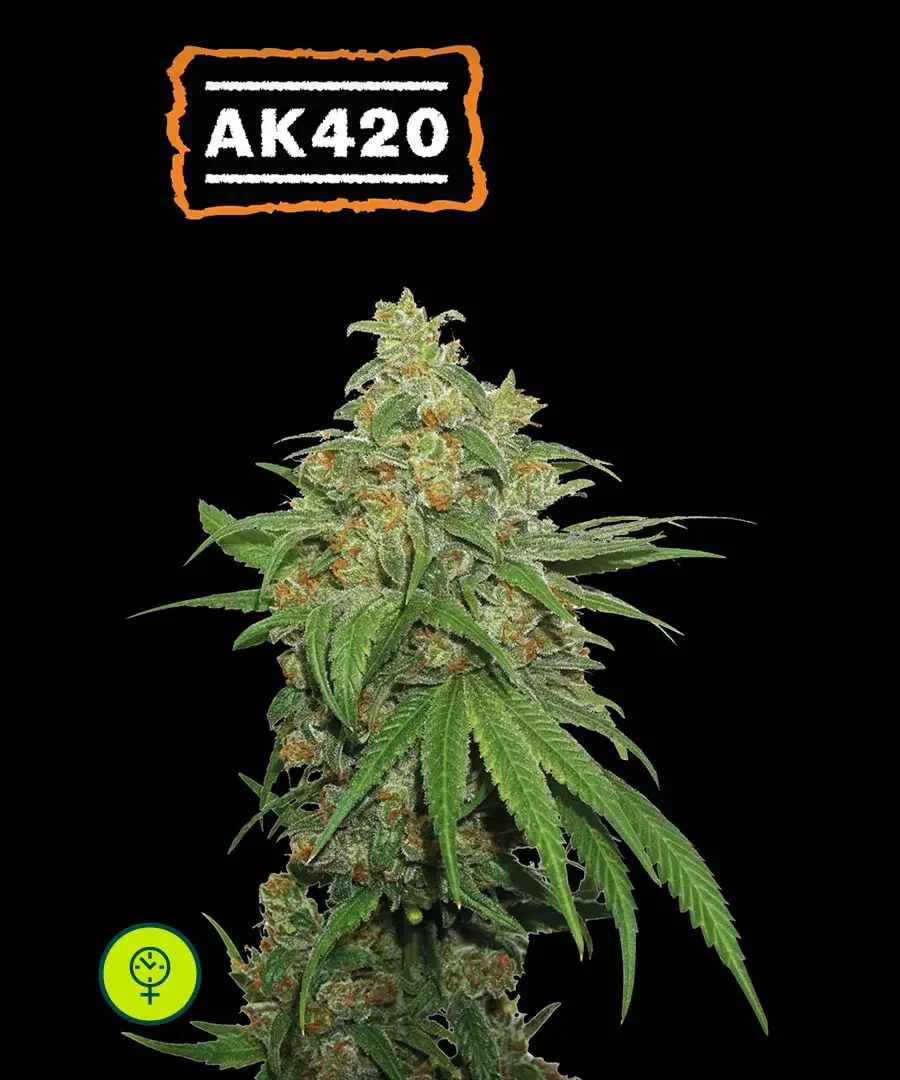 Ak420 2