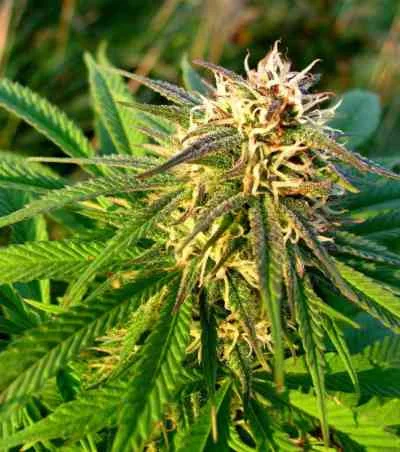Blue Mystic