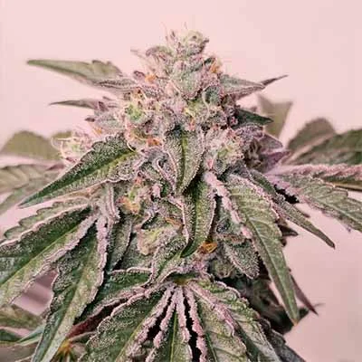 Pink Pie