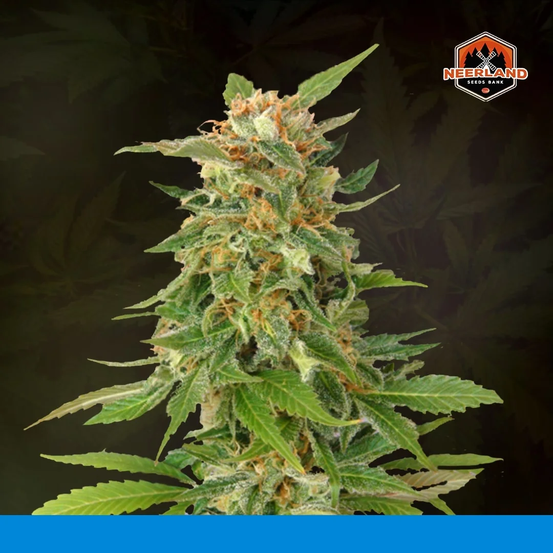 Matanuska Tf Cbd 4
