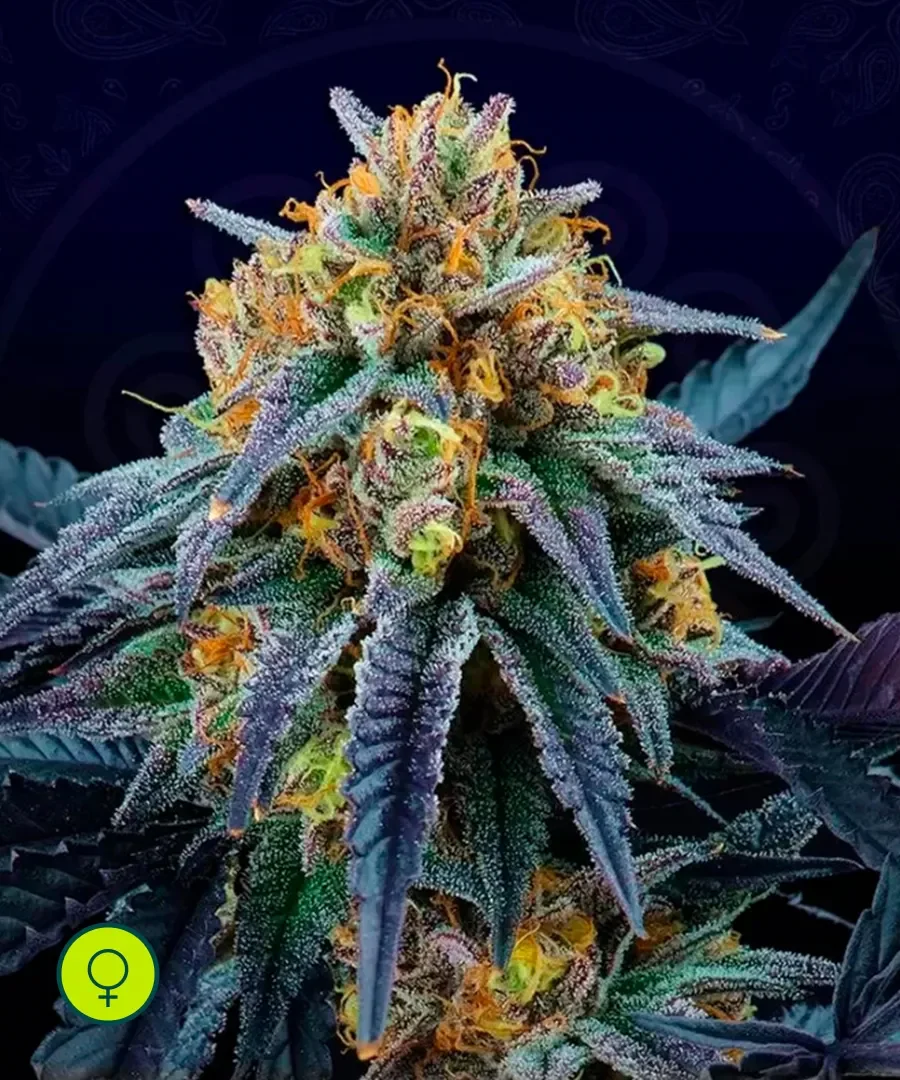 Peach Sherbet Og 3