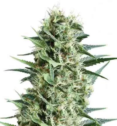 Royal Cookies