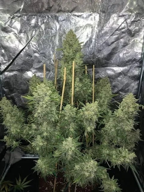 Og Kush