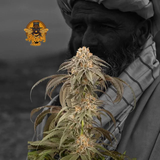 Afghan Kush