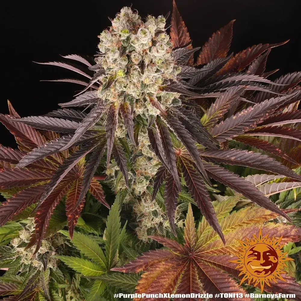 Purple Punch X Lemon Drizzle 2