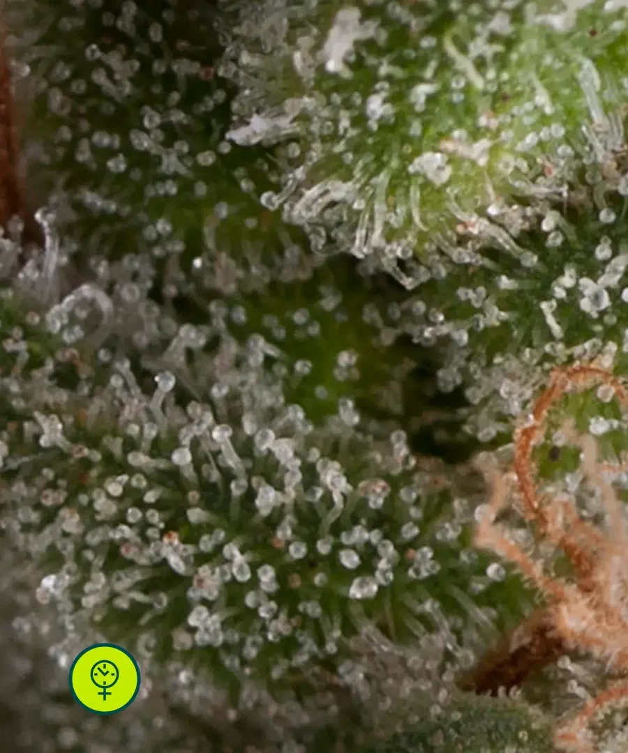 Fresh Candy 3