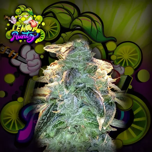 Lemon Runtz