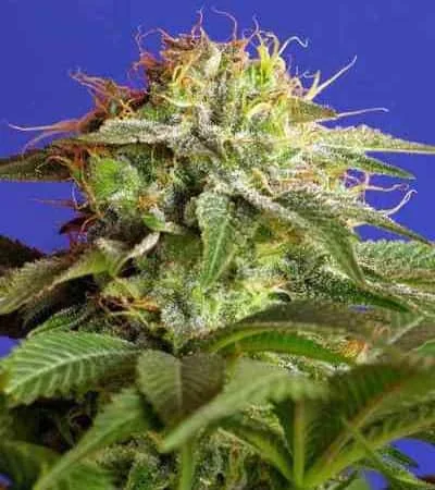 Green Poison 3