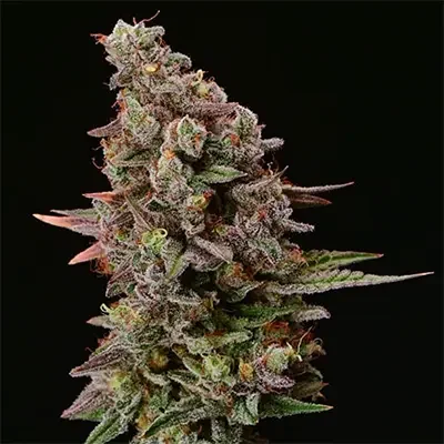 Terp Tonic 3