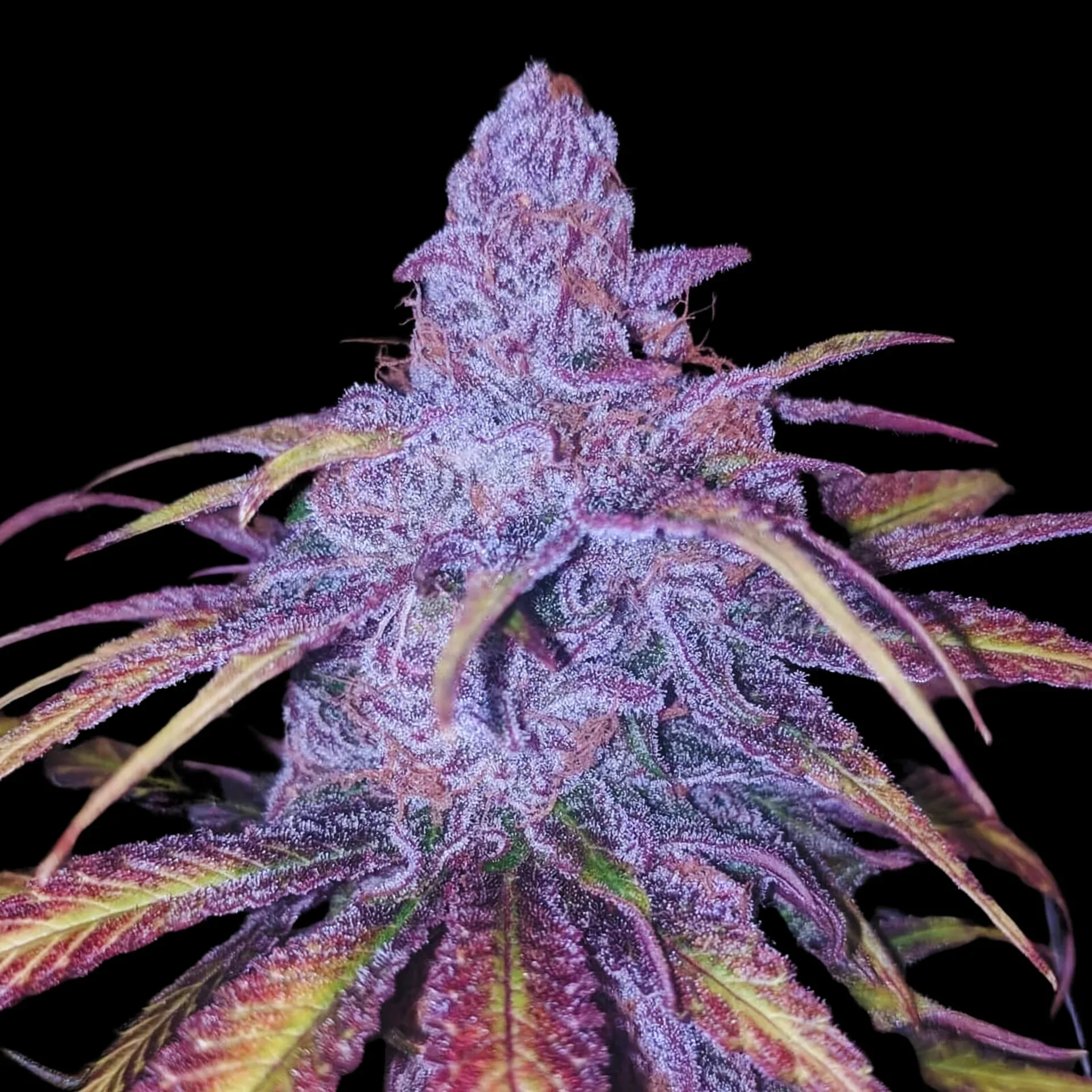 Cherry Punch