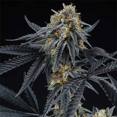 Peach Sherbet Og