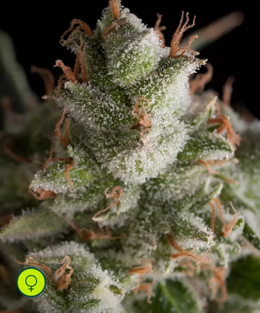 Fresh Candy