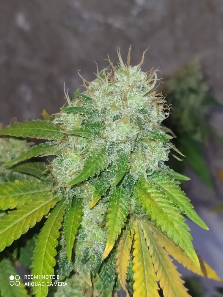Critical Cbd 4