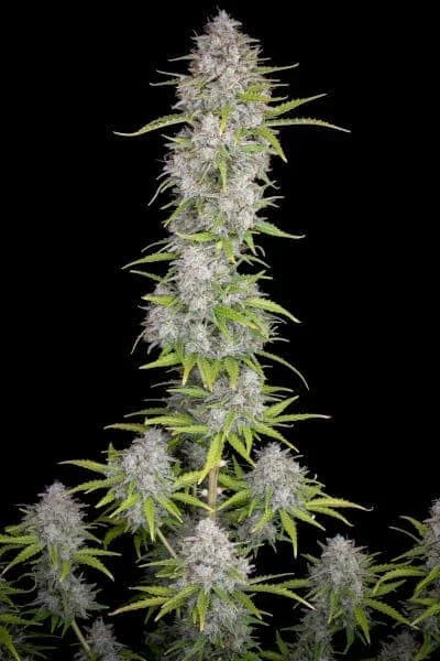 Orange Sherbet