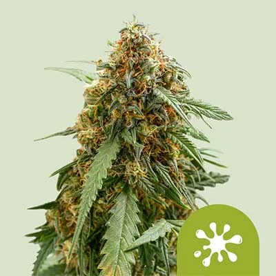 Sticky Queen