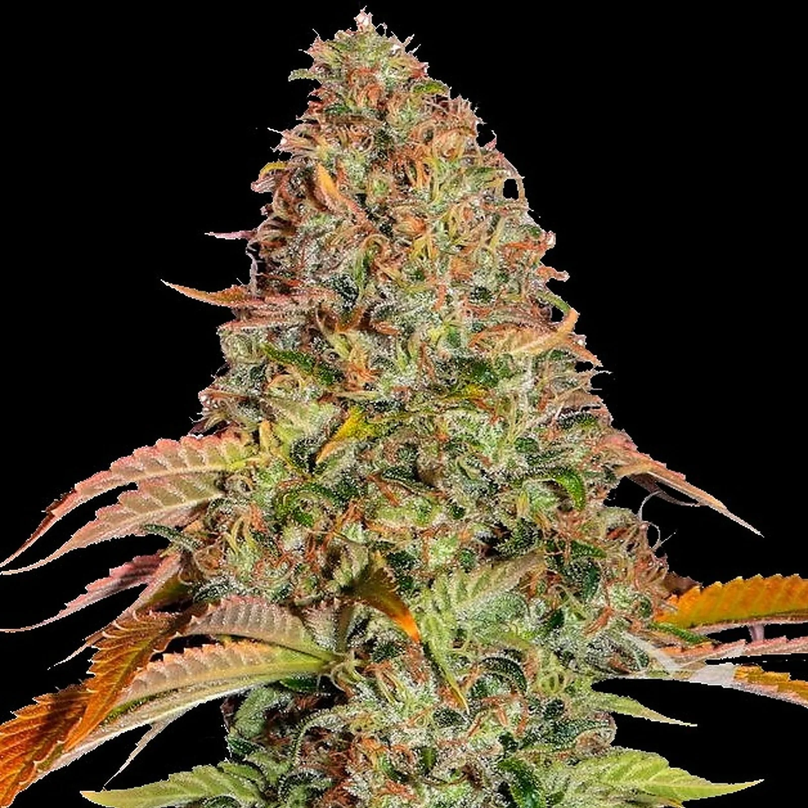 Gorilla Cbd