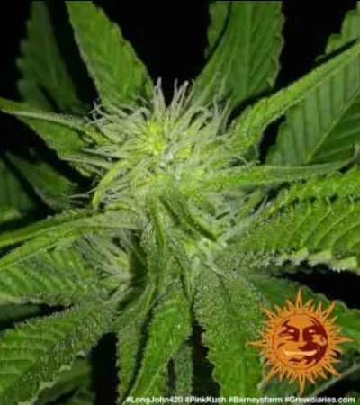 Pink Kush 2