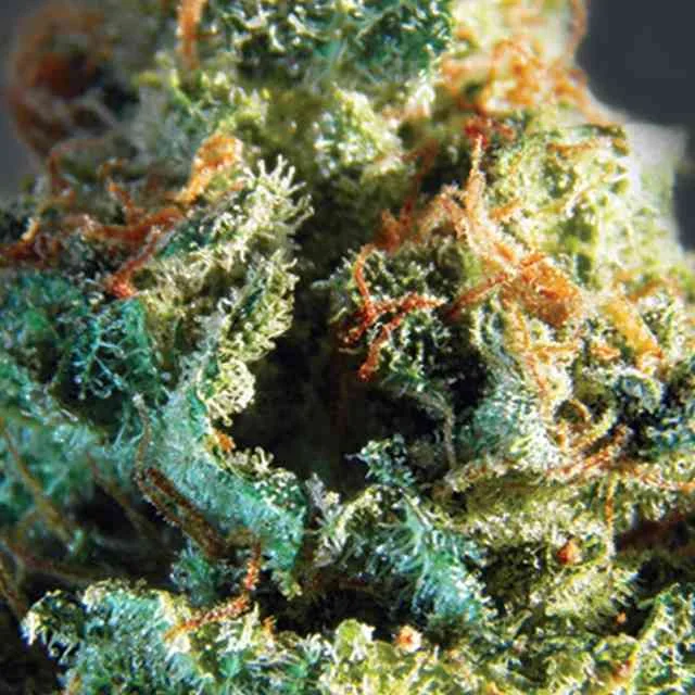 Silver Haze 4