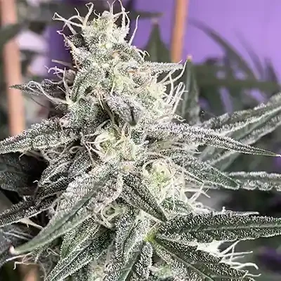 Jupiter Og Kush