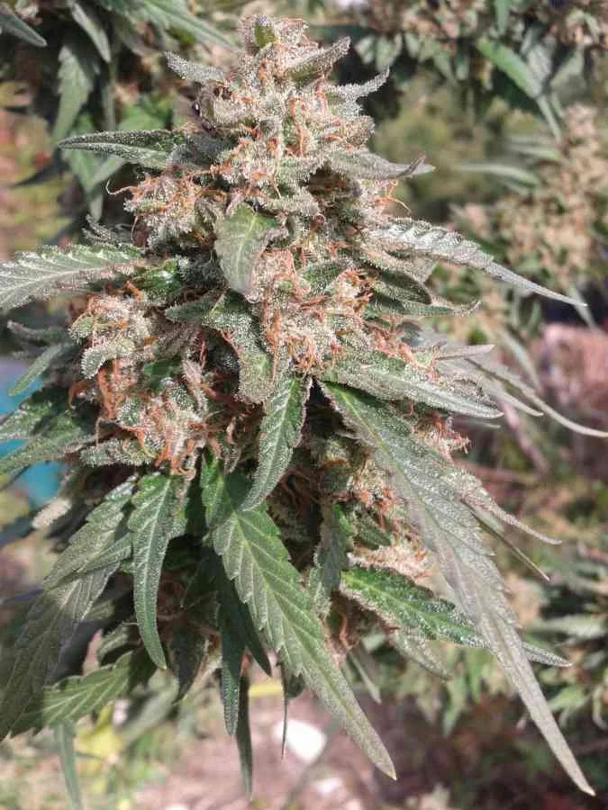 White Berry 4