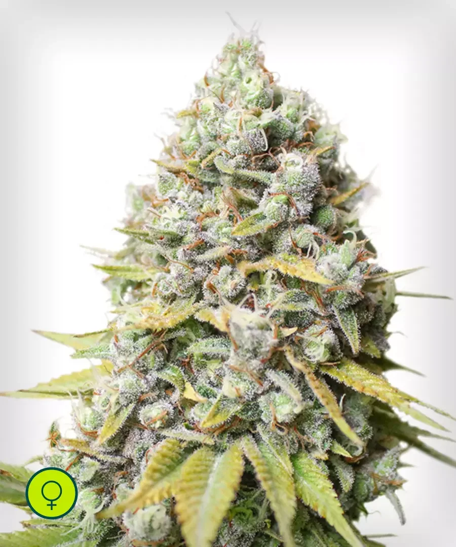 Kosher Haze