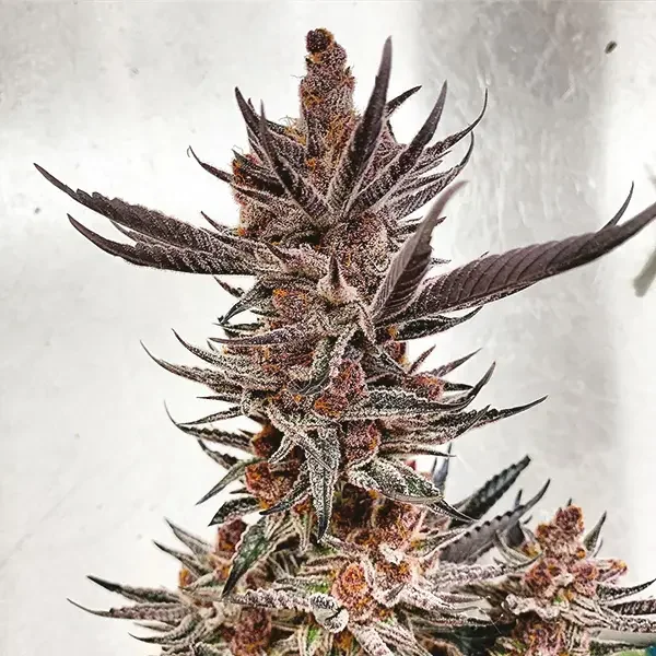 Tropicanna Cookies